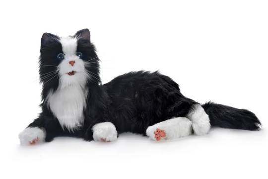 Companion Pet Black & White Cat